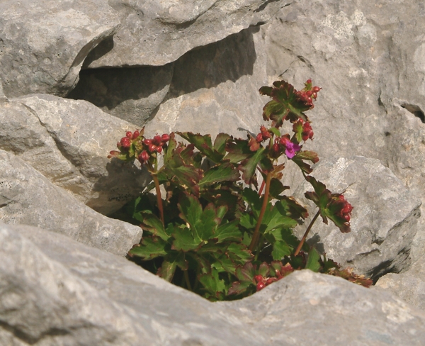 Balconata di Geranium macrorrhizum a 1850 m.